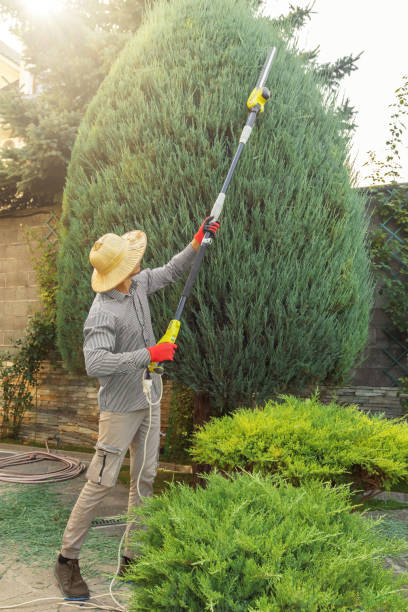 Best Tree Preservation Services  in Spring City, TN